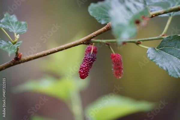 Obraz Reddish-purple mulberries begin to ripen on the branch, while the fresh green leaves reveal the abundance of nature in the blossoming season