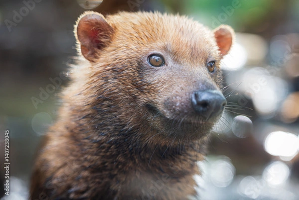 Fototapeta Bush dog (Speothos venaticus) in nature. Bush dogs are found from Panama in Central America, through much of South America.