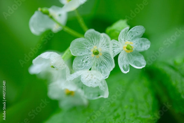 Obraz 雨に濡れ透明になるサンカヨウの花4
