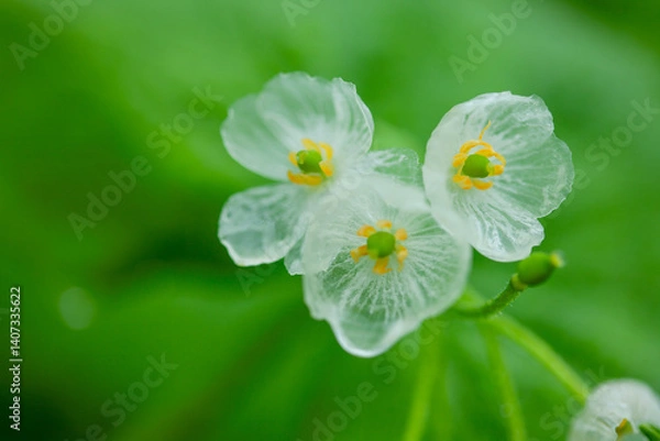 Obraz 雨に濡れ透明になるサンカヨウの花2