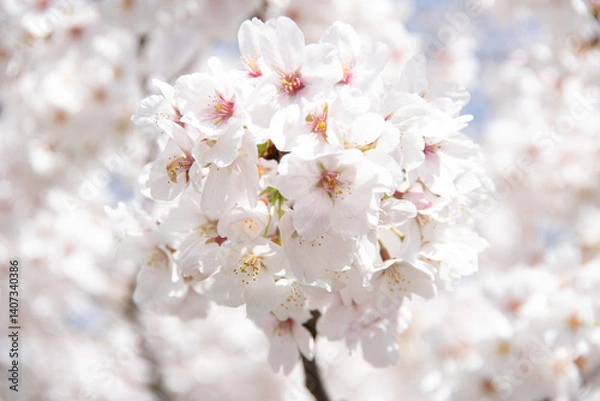 Obraz 桜の花のクローズアップ / Cherry Blossoms Close-up Image