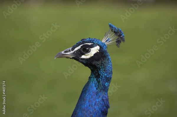 Obraz peacock