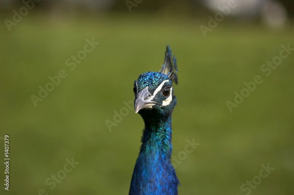 Obraz peacock
