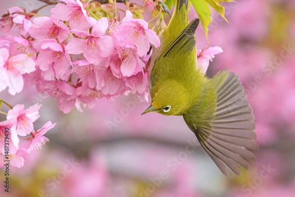 Obraz メジロと桜