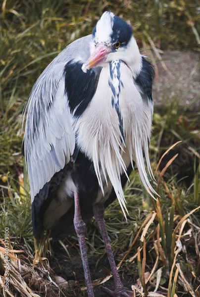 Fototapeta アオサギの長老