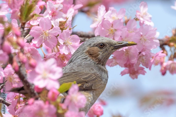 Obraz ヒヨドリと桜