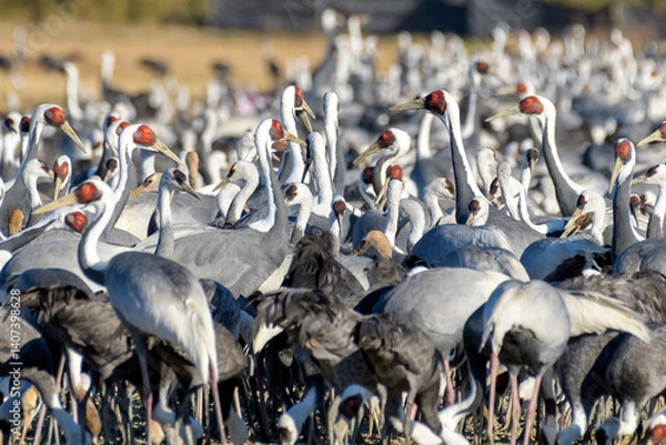 Obraz マナヅルの群れ