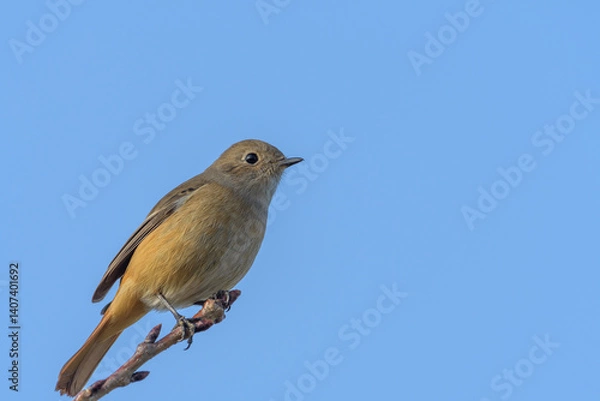 Obraz ジョウビタキ