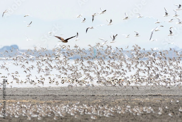 Obraz 干潟の冬鳥