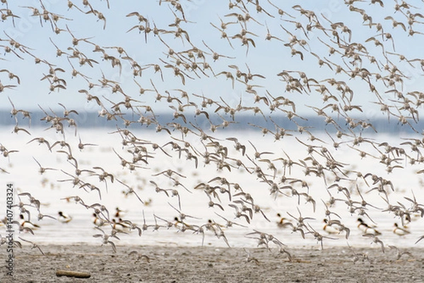 Obraz 干潟の冬鳥