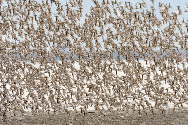 Obraz 干潟の冬鳥