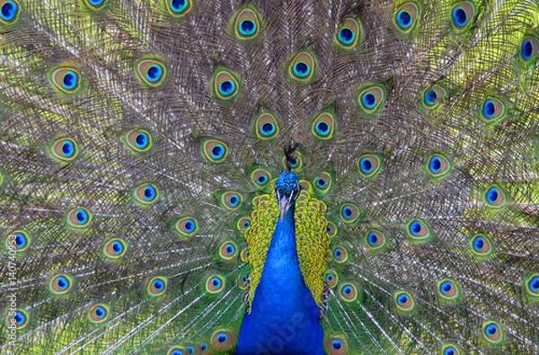 Fototapeta Peacock