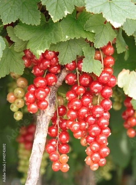 Obraz Johannisbeere Jonkheer van Tets