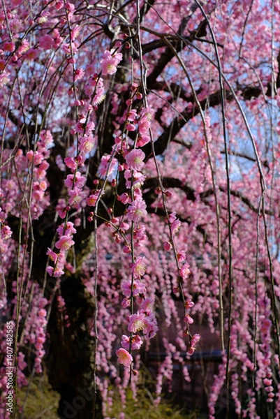 Obraz 咲き乱れる日本の春の梅