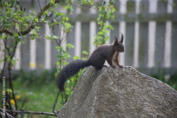 Obraz Eichhörnchen auf Stein