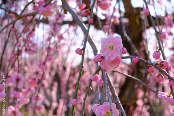Obraz 春に咲くピンク色の梅