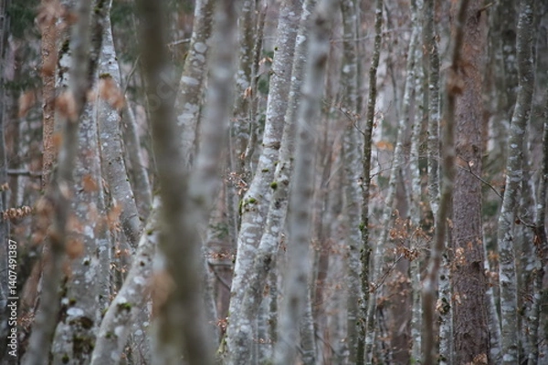 Obraz minimalistischer Wald