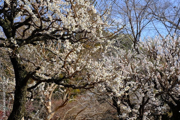 Obraz 咲き乱れる桜達