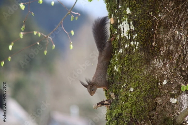 Obraz Eichhörnchen klettert Baum hinab