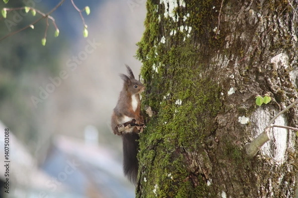 Obraz Eichhörnchen macht Pause