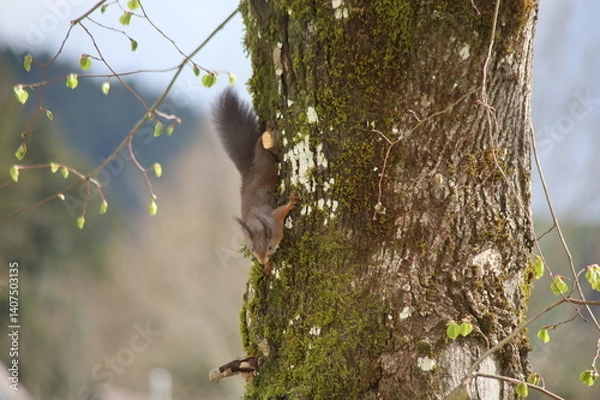 Obraz Eichhörnchen kopfüber