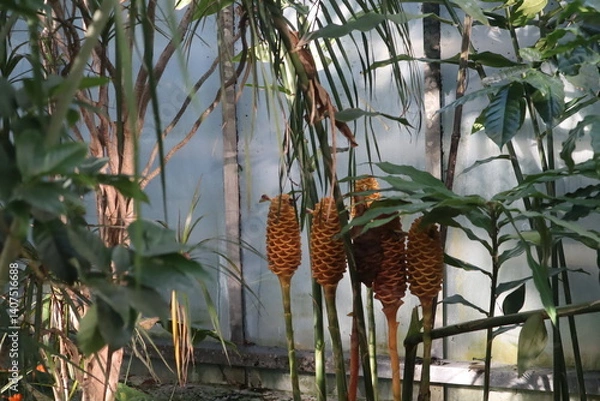 Obraz exotische Pflanze