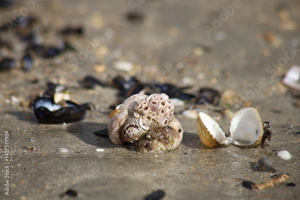 Obraz Muscheln am Strand