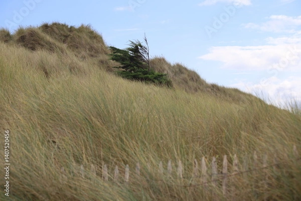 Obraz Baum auf Düne