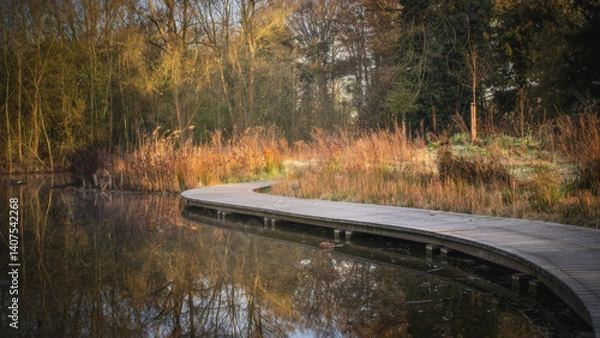 Fototapeta Curved wooden boardwalk over a calm pond, surrounded by reeds and trees at golden hour.