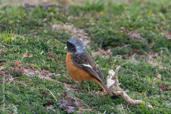 Fototapeta 草原にたたずむジョウビタキの雄