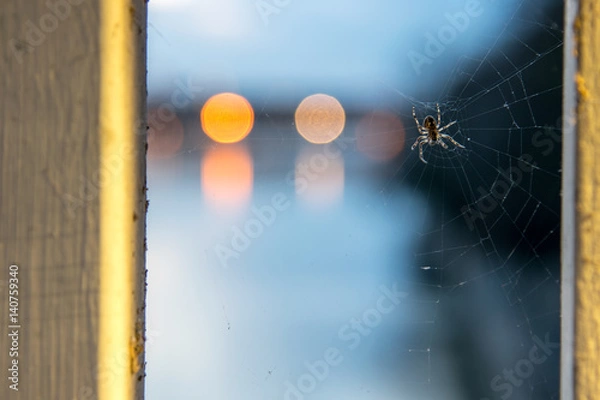 Obraz Spinne im Netz