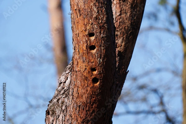 Fototapeta Woodpecker tree