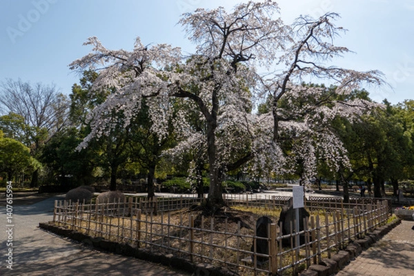 Obraz 万平公園の桜