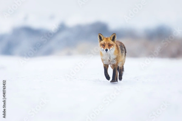 Obraz red fox in a winter landscape