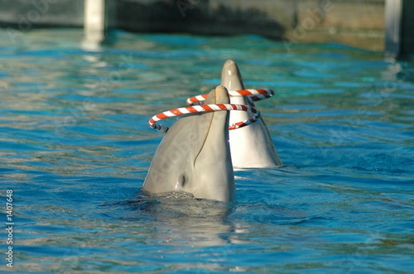 Obraz delfines jugando 2