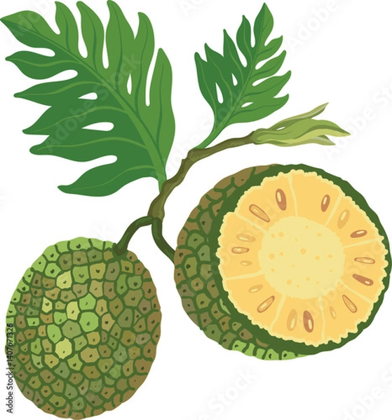 Fototapeta Ripe breadfruit tree brunch on a white background, vector illustration.