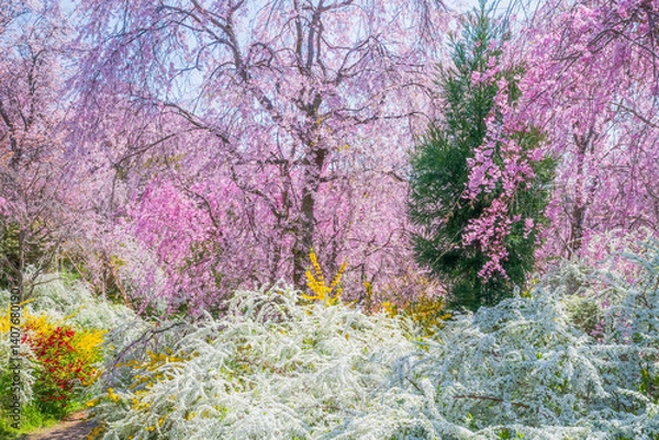 Fototapeta 京都　原谷苑の桜