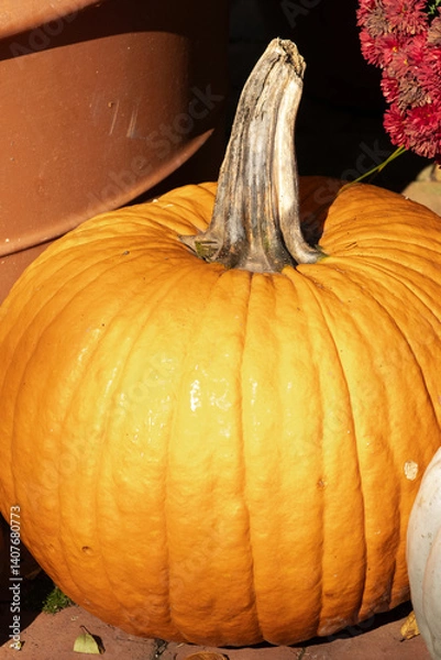 Obraz orange pumpkin gord