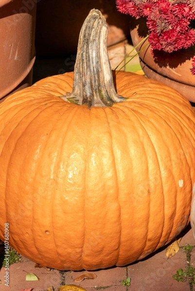 Obraz Fall pumpkin, orange gord