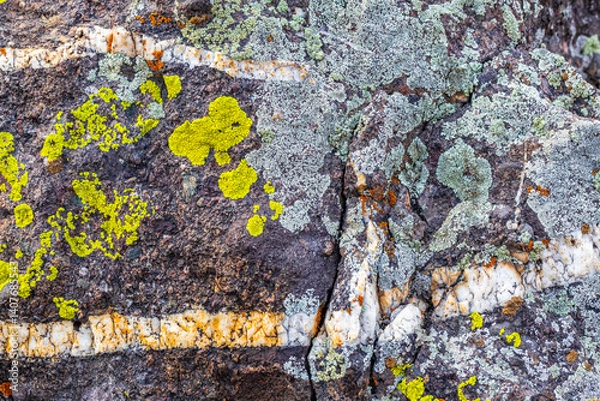 Obraz Diverse lichens on a veined rock surface.