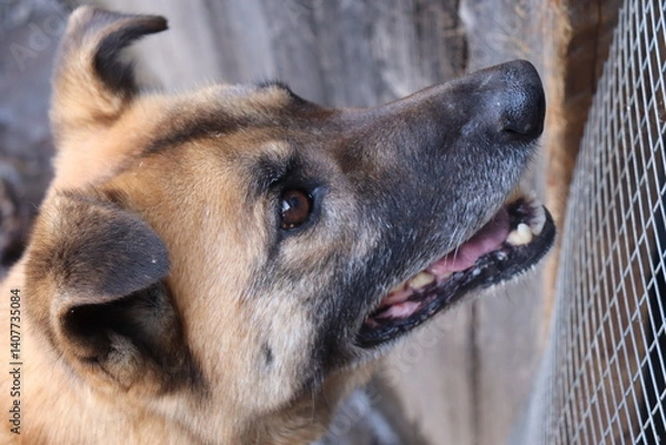 Fototapeta profile portrait of a german shepherd looking faithfully at the owner. dog is staring into the owner's eyes. 