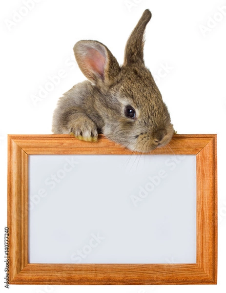 Obraz gray rabbit with wooden frame