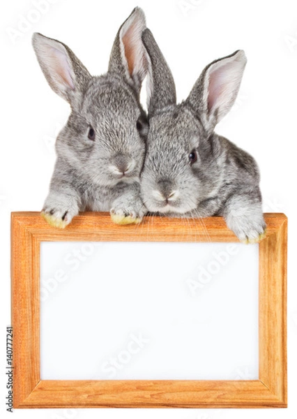 Obraz two small gray rabbits with wooden frame