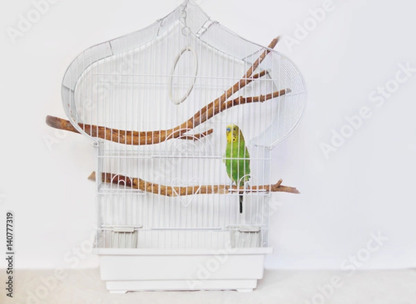 Obraz White cage with a bird on a white background. Wavy parrot in a cage.