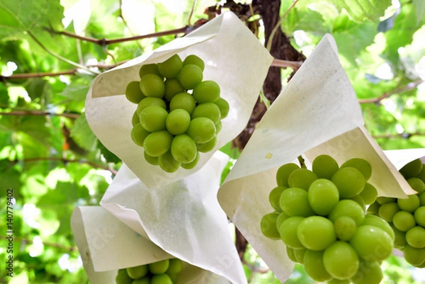 Obraz ブドウ畑　収穫間近のシャインマスカットの房