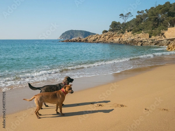 Obraz Two dogs on the beach