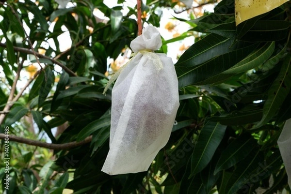 Fototapeta Mango wrapped in net bag to prevent the insects 