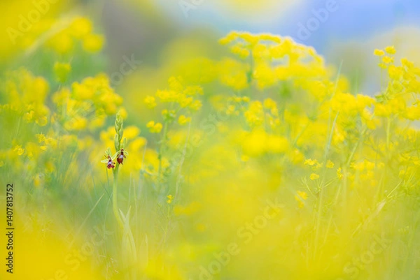 Fototapeta The beautiful Fly Orchid, fine art macrophotography (Ophrys insectifera)	