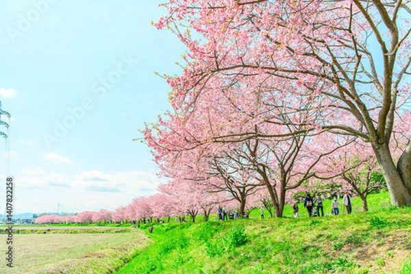 Obraz  3月の北浅羽桜堤公園 