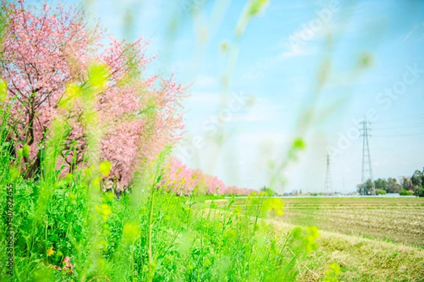 Obraz  3月の北浅羽桜堤公園 
